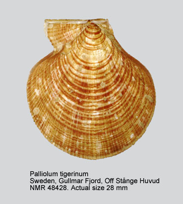 Palliolum tigerinum (3).jpg - Palliolum tigerinum(O.F.Müller,1776)